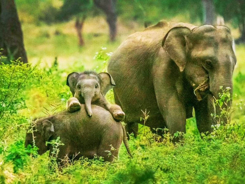 Wild Safari
