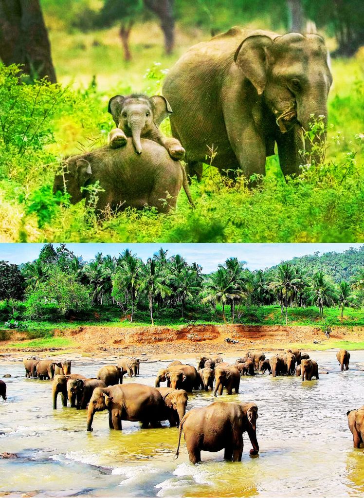 Udawalawe