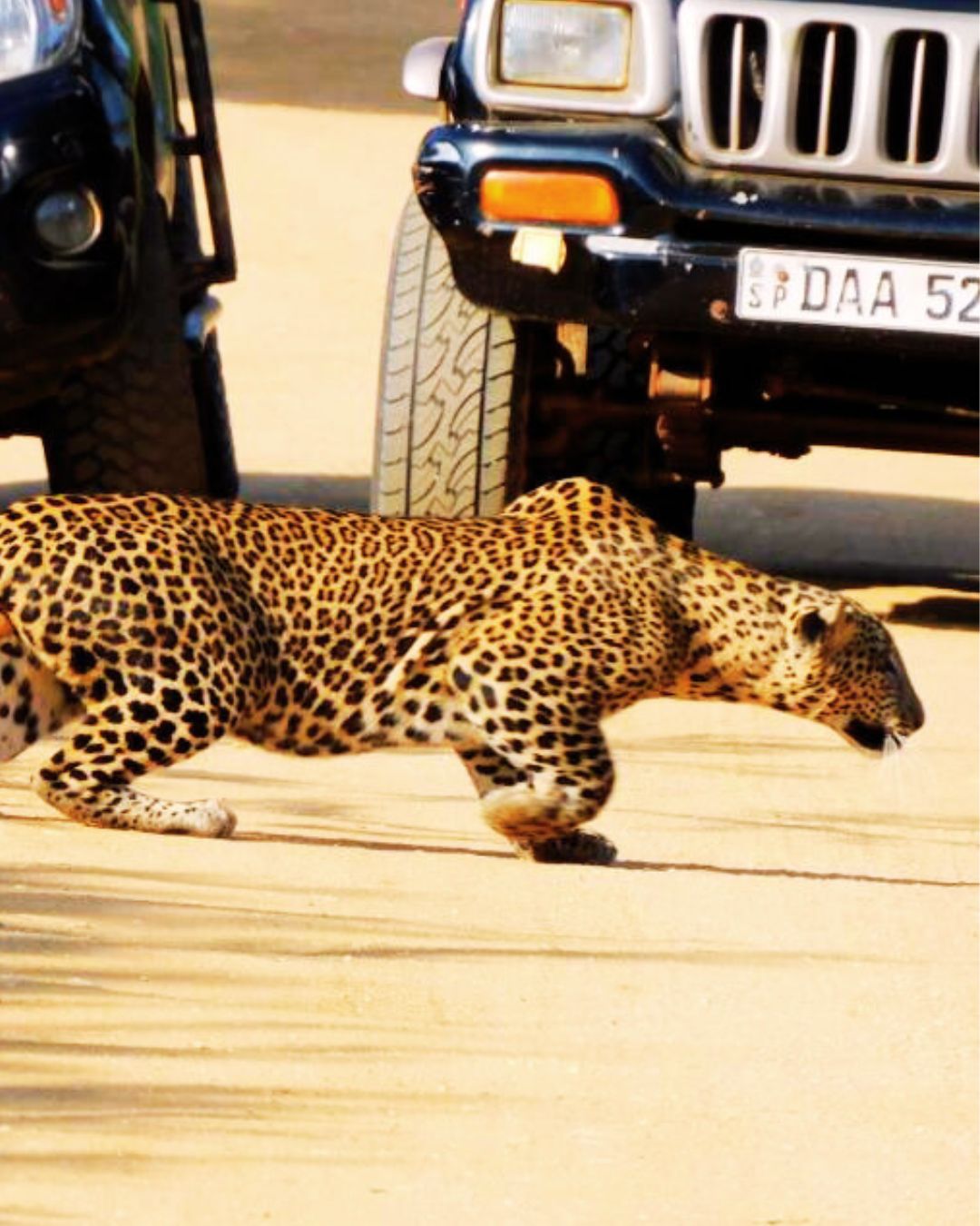 Leopard Spotting